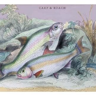 Carp Bream and Roach by Robert Hamilton