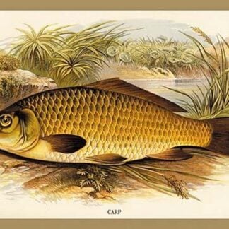 Carp by A.F. Lydon