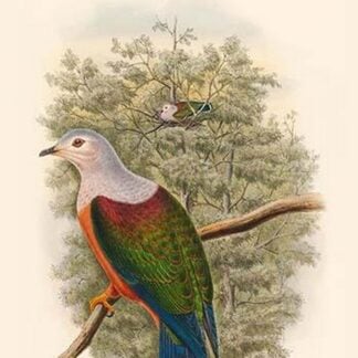 Carpophaga Finschi - Finsch's Fruit-Pigeon - Dove by John Gould