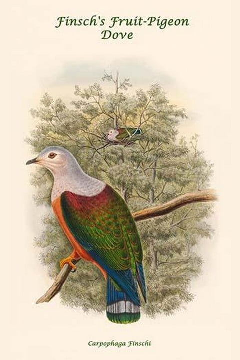 Carpophaga Finschi - Finsch's Fruit-Pigeon - Dove by John Gould