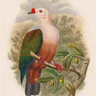 Carpophaga Rubricera - New Ireland Fruit-Pigeon - Dove by John Gould