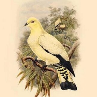 Carpophaga Subflavescens - Yellow-Tinted White Fruit-Pigeon - Dove by John Gould