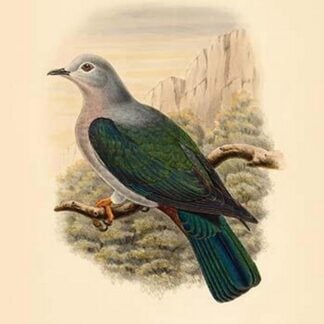 Carpophaga Van-Wyckii - Van Wyck's Fruit-Pigeon - Dove by John Gould
