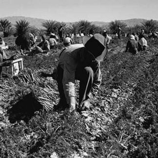Carrot pullers by Dorothea Lange