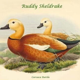 Carsaca Rutila - Ruddy Sheldrake by John Gould