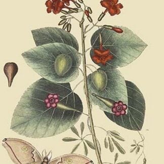 Caryophyllus - Dianthus & Moth by Mark Catesby