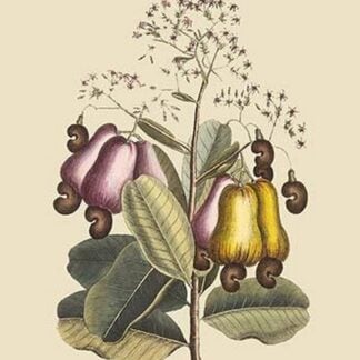 Cashew Tree by Mark Catesby