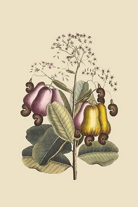 Cashew Tree by Mark Catesby