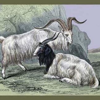 Cashmere Goats by John Stewart
