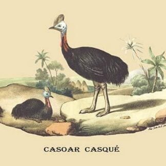 Casoar Casque (Cassowary) by E. F. Noel