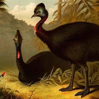 Cassowaries by Friedrich Wilhelm Kuhnert