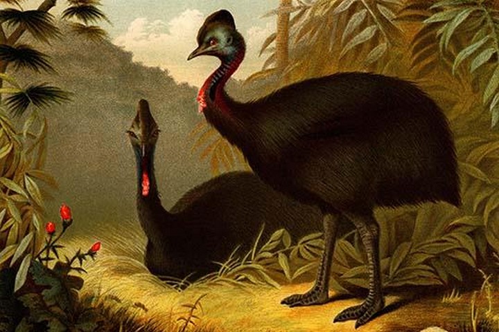 Cassowaries by Friedrich Wilhelm Kuhnert