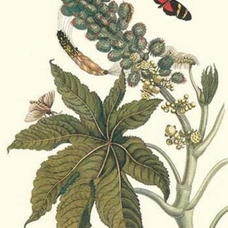 Castor Oil Tree with a Moth by Maria Sibylla Merian