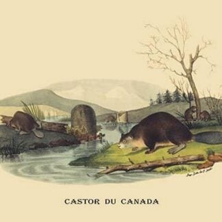 Castor du Canada (Beaver) by E. F. Noel