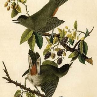 Cat Bird by John James Audubon