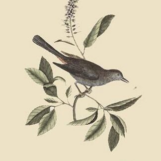 Cat Bird by Mark Catesby