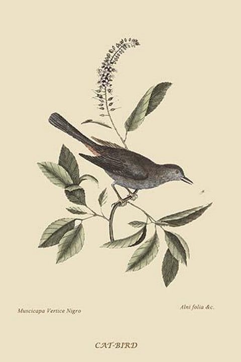 Cat Bird by Mark Catesby