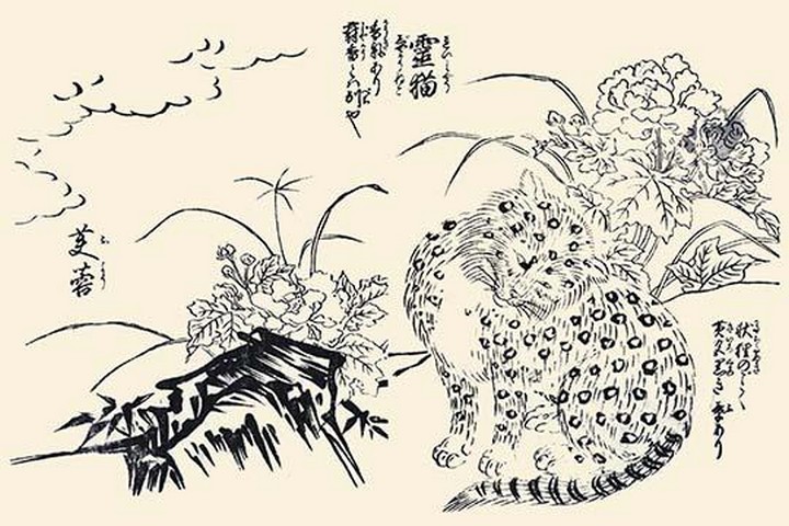 Cat with black markings on its fur and a fragrant rose mallow by Morikuni Tachibana