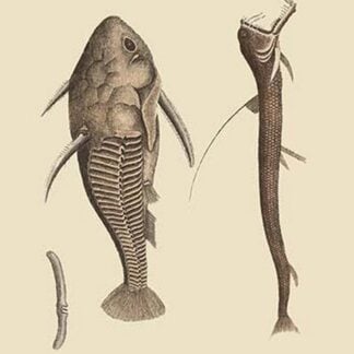 Catfish & Viper by Mark Catesby
