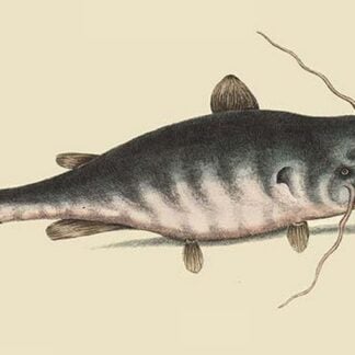 Catfish by Mark Catesby