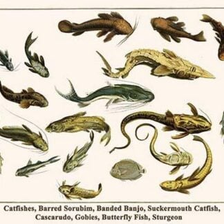 Catfishes