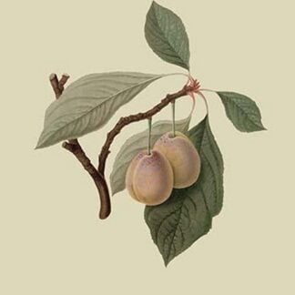 Catherine Plum by William Hooker #2