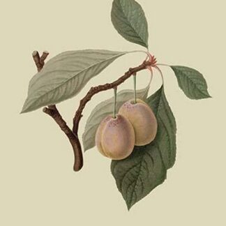 Catherine Plum by William Hooker