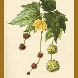 Catkins of the Planes by W.H.J. Boot - Art Print