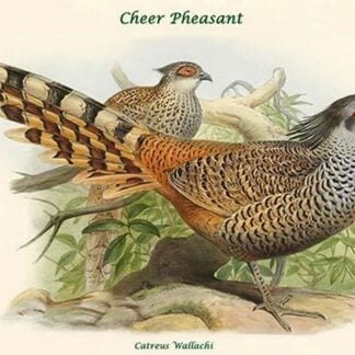 Catreus Wallachi - Cheer Pheasant by John Gould
