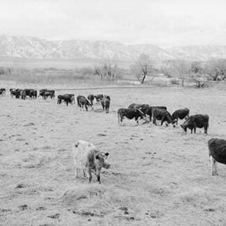 Cattle in South Farm by Ansel Adams