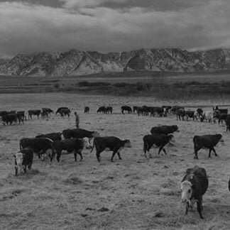Cattle in south farm by Ansel Adams #2