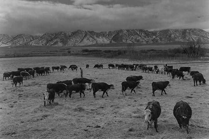Cattle in south farm by Ansel Adams #2