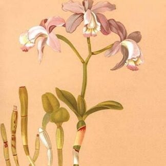 Cattleya Loddigesi II by H.G. Moon