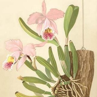 Cattleya Nossiae by H.G. Moon