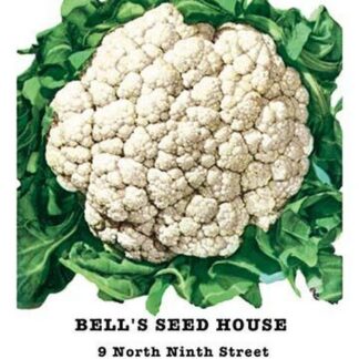 Cauliflower: Early Snowball
