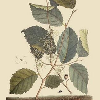 Centipede by Mark Catesby