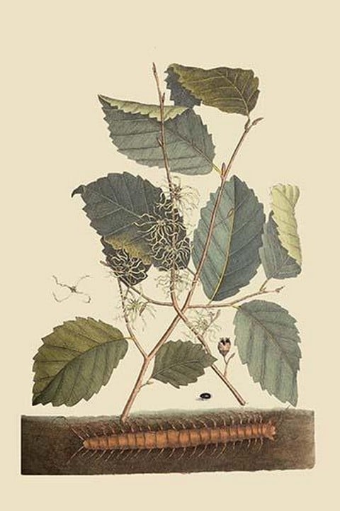 Centipede by Mark Catesby