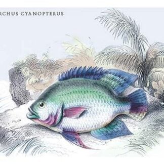 Centrarchus Cyanopterus by Robert H. Schomburgk