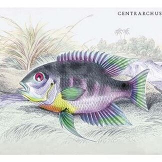 Centrarchus Cychla by Robert H. Schomburgk