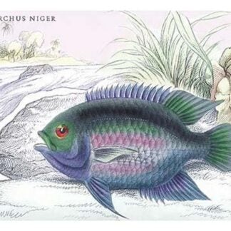 Centrarchus Niger by Robert H. Schomburgk