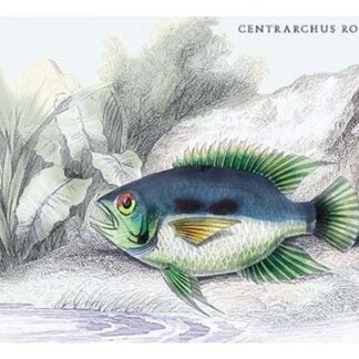 Centrarchus Rustratus by Robert H. Schomburgk