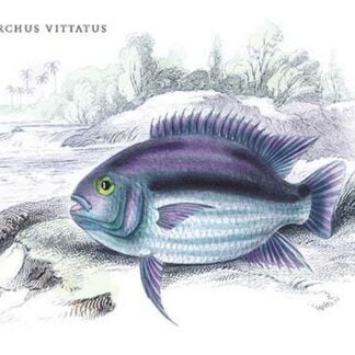 Centrarchus Vittatus by Robert H. Schomburgk
