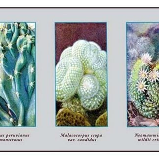 Cereusperuvianus Monstrosus