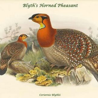 Ceriornis Blythii - Blyth's Horned Pheasant by John Gould