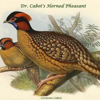 Ceriornis Caboti - Dr. Cabot's Horned Pheasant by John Gould