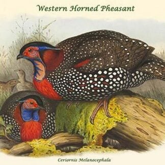 Ceriornis Melanocephala - Western Horned Pheasant by John Gould