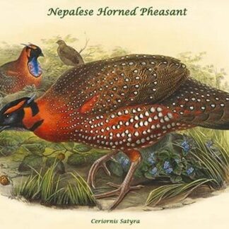 Ceriornis Satyra Nepalese Horned Pheasant by John Gould