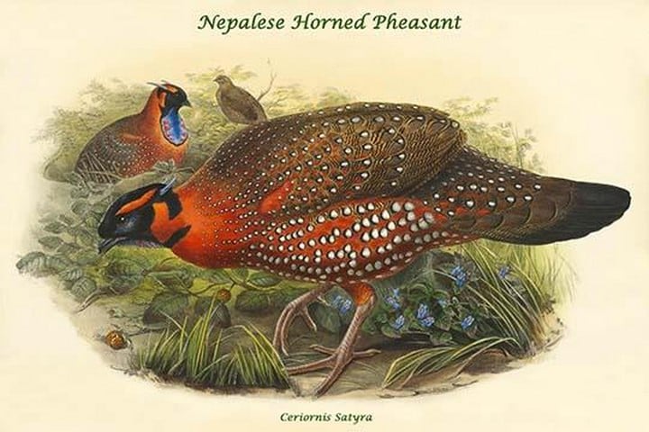 Ceriornis Satyra Nepalese Horned Pheasant by John Gould