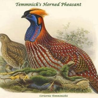 Ceriornis Temminickii - Temmnick's Horned Pheasant by John Gould