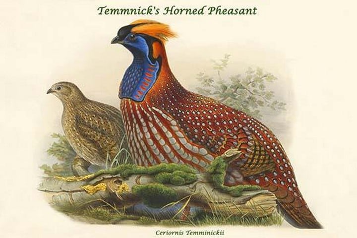 Ceriornis Temminickii - Temmnick's Horned Pheasant by John Gould